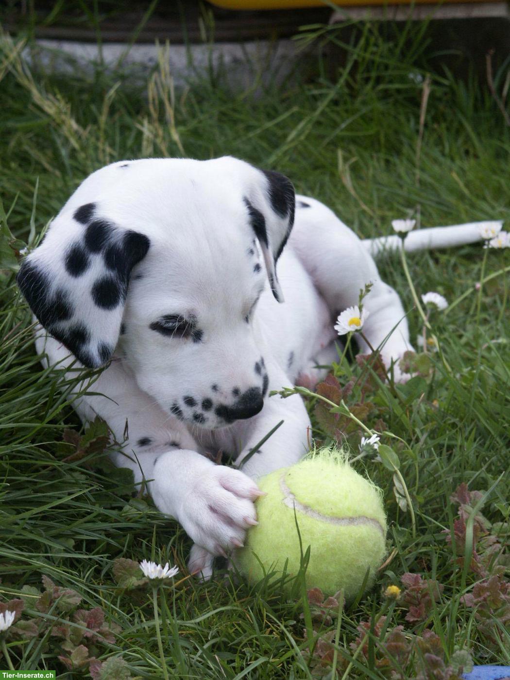 Dalmatiner Welpen aus SKG Qualitätszucht
