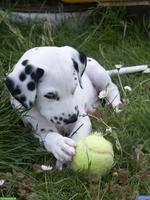 Dalmatiner Welpen aus SKG Qualitätszucht
