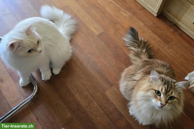 Sibirische Katze & Neva Masquarade Katze suchen tolles Zuhause