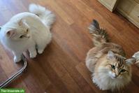 Sibirische Katze & Neva Masquarade Katze suchen tolles Zuhause