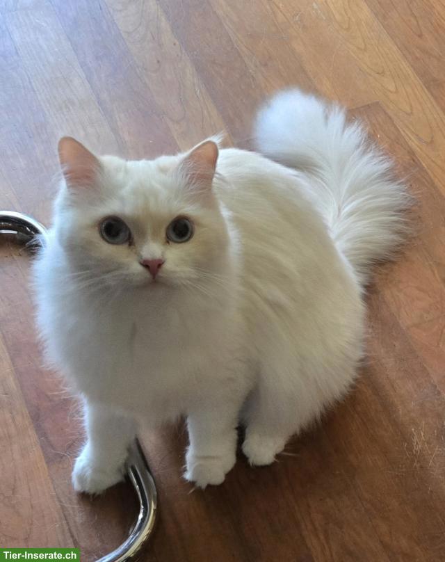 Bild 2: Sibirische Katze & Neva Masquarade Katze suchen tolles Zuhause