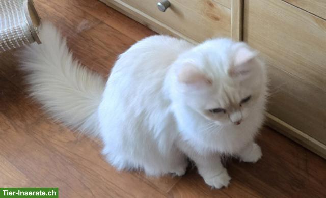 Bild 3: Sibirische Katze & Neva Masquarade Katze suchen tolles Zuhause