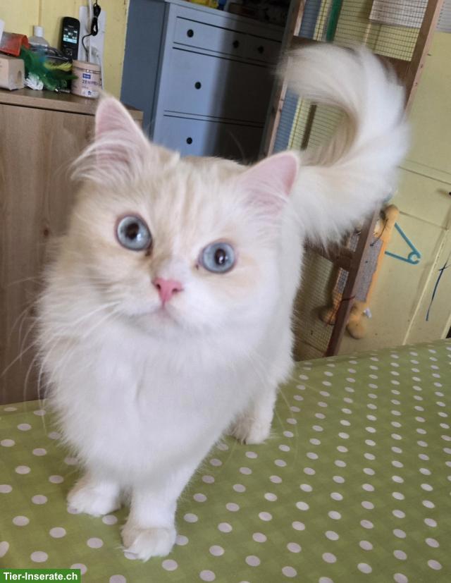 Bild 4: Sibirische Katze & Neva Masquarade Katze suchen tolles Zuhause