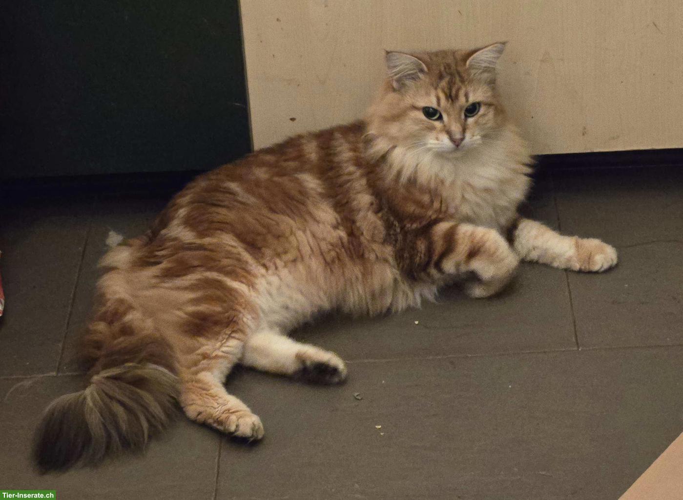 Bild 5: Sibirische Katze & Neva Masquarade Katze suchen tolles Zuhause