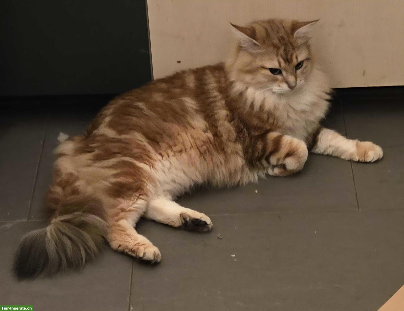 Bild 6: Sibirische Katze & Neva Masquarade Katze suchen tolles Zuhause