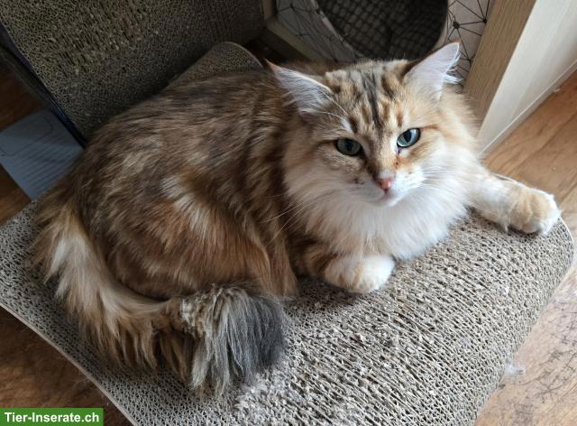 Bild 7: Sibirische Katze & Neva Masquarade Katze suchen tolles Zuhause