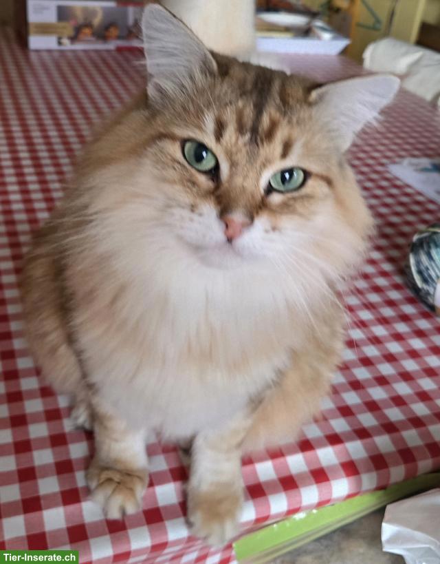 Bild 8: Sibirische Katze & Neva Masquarade Katze suchen tolles Zuhause