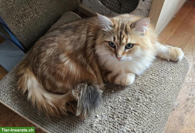 Bild 9: Sibirische Katze & Neva Masquarade Katze suchen tolles Zuhause