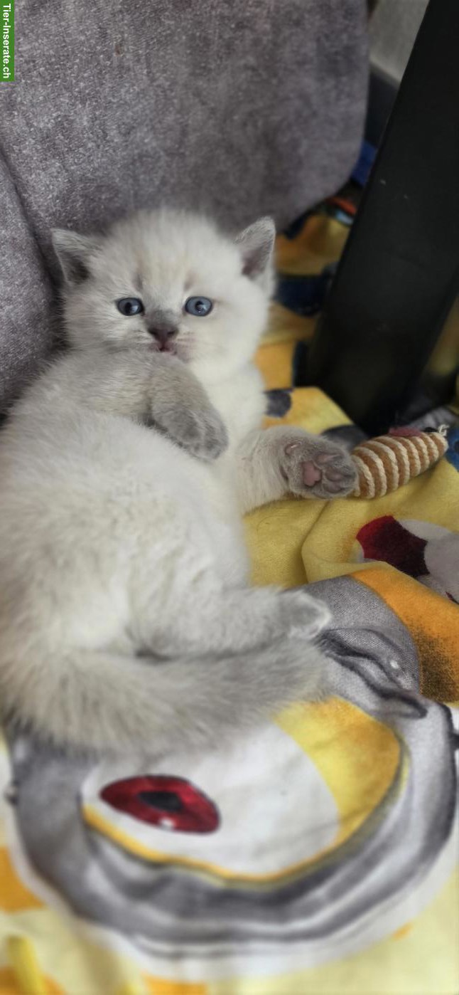 3 BKH Kitten in Blue Point / Silver shaded