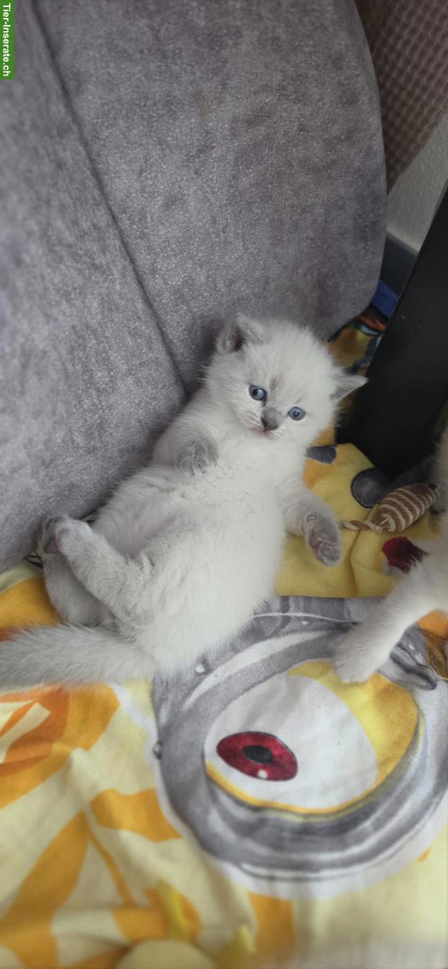 Bild 2: 3 BKH Kitten in Blue Point / Silver shaded