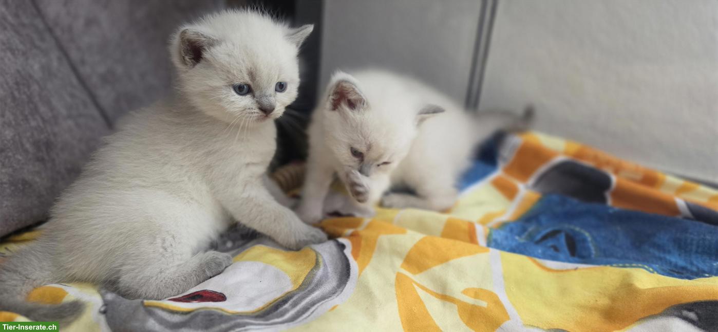 Bild 3: 3 BKH Kitten in Blue Point / Silver shaded