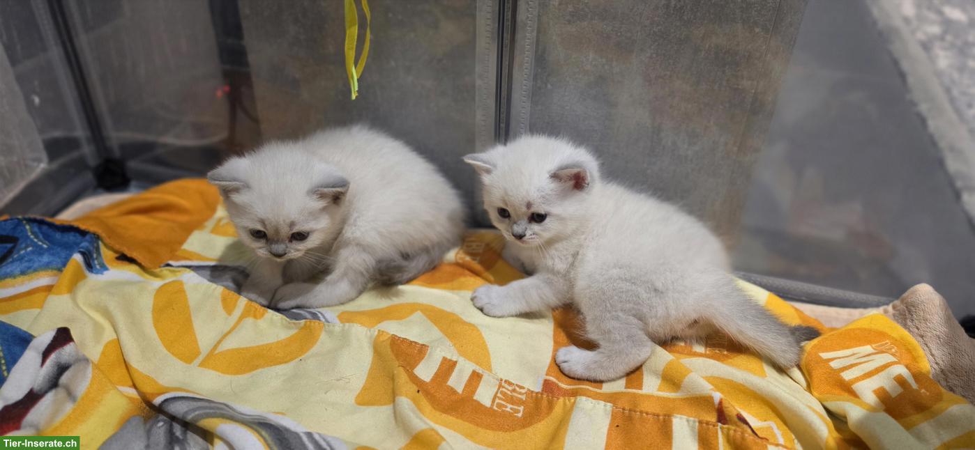 Bild 4: 3 BKH Kitten in Blue Point / Silver shaded