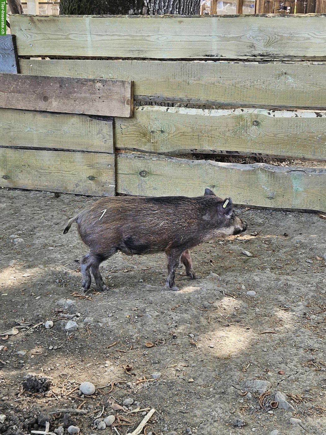 Minipig Eber abzugeben