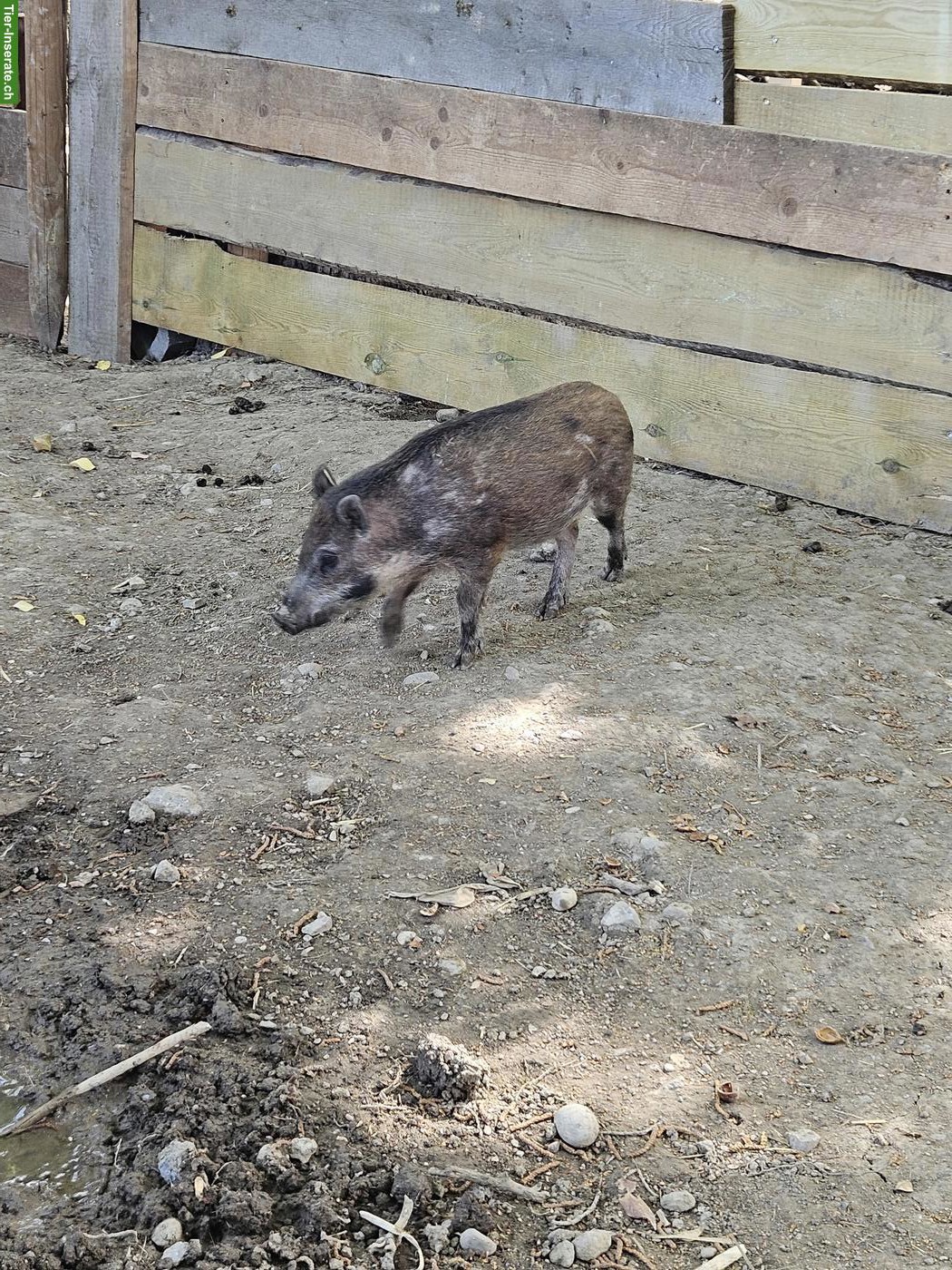 Bild 2: Minipig Eber abzugeben