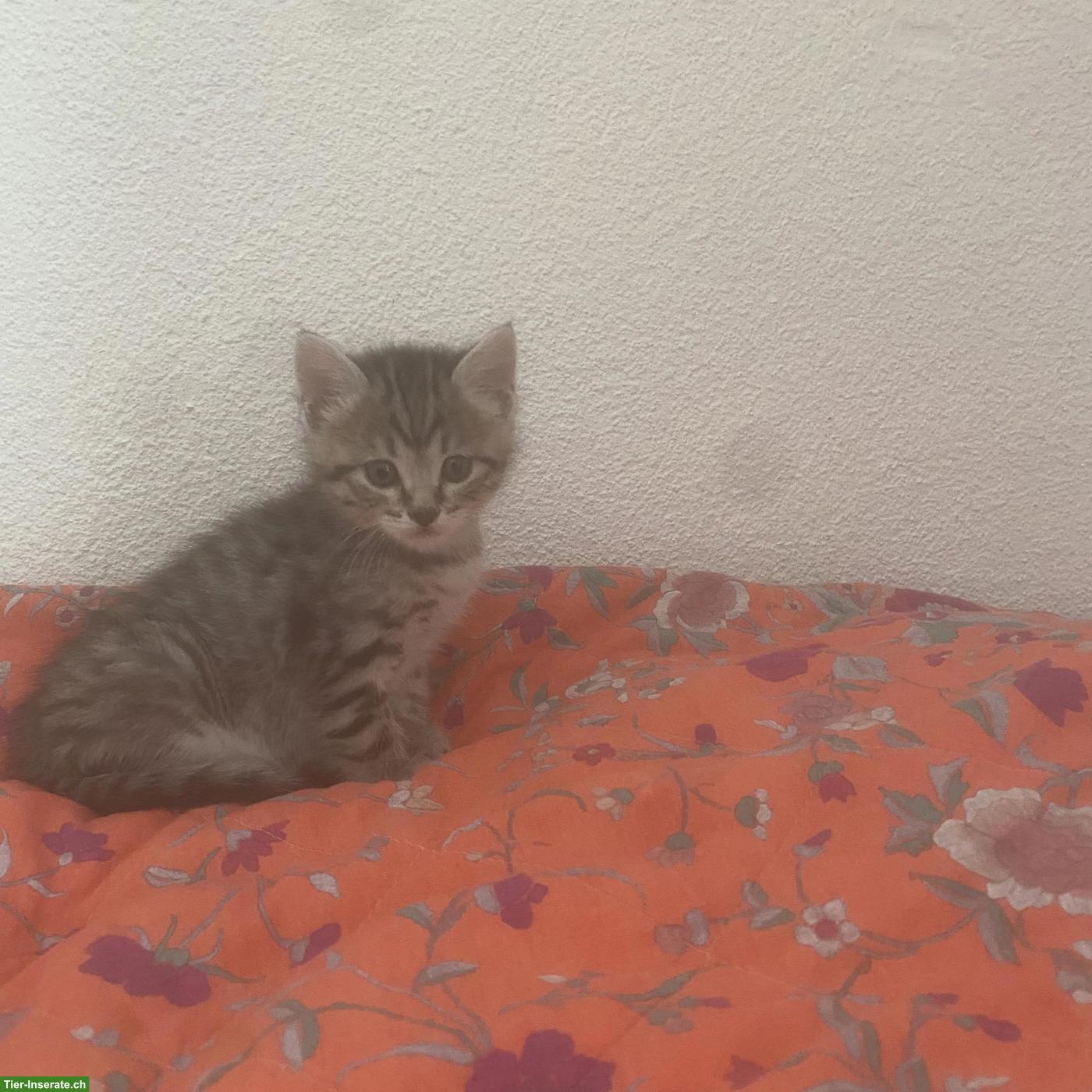 Britisch Kurzhaar Mix Kitten, weiblich und männlich