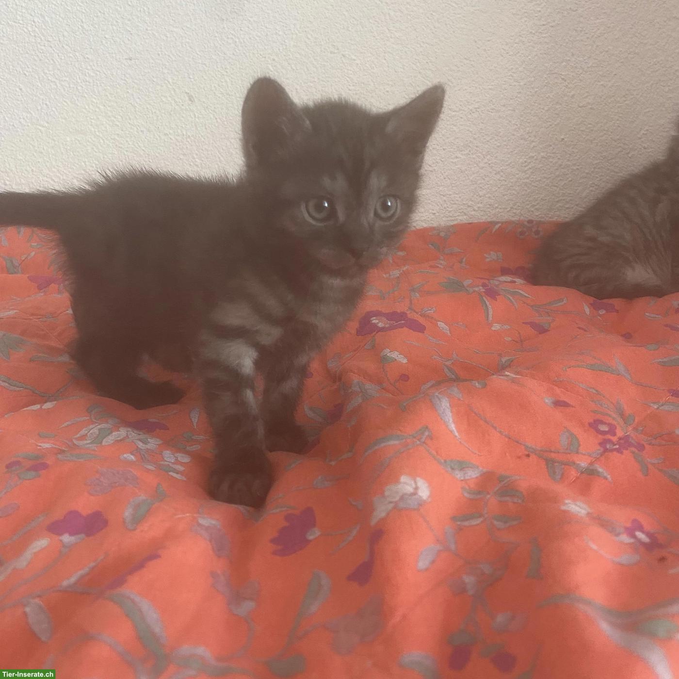 Bild 2: Britisch Kurzhaar Mix Kitten, weiblich und männlich