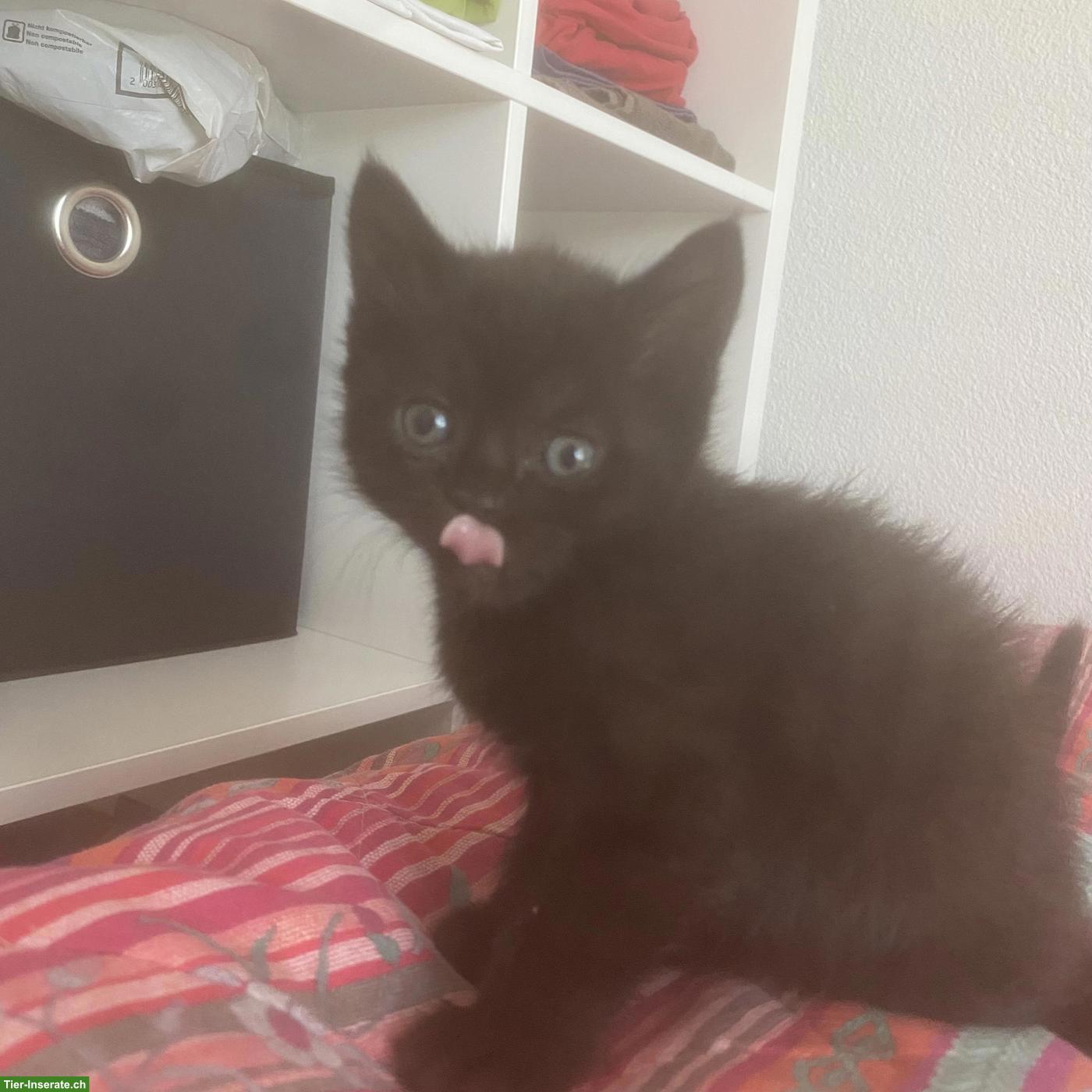 Bild 3: Britisch Kurzhaar Mix Kitten, weiblich und männlich