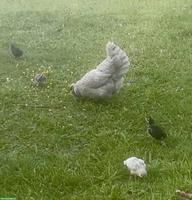 Araucana Küken (grosse Rasse)