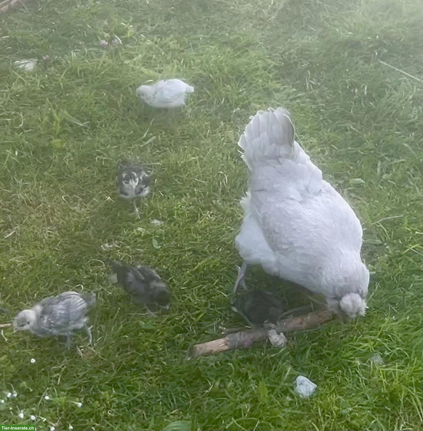 Bild 2: Araucana Küken (grosse Rasse)