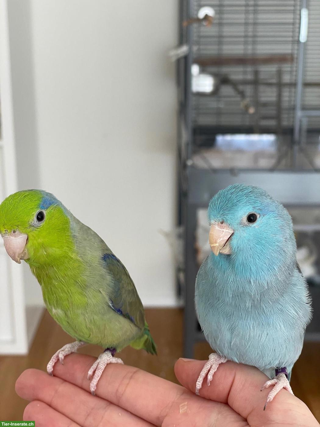 Handzahmes Sperlingspapageien Pärchen