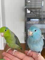 Handzahmes Sperlingspapageien Pärchen