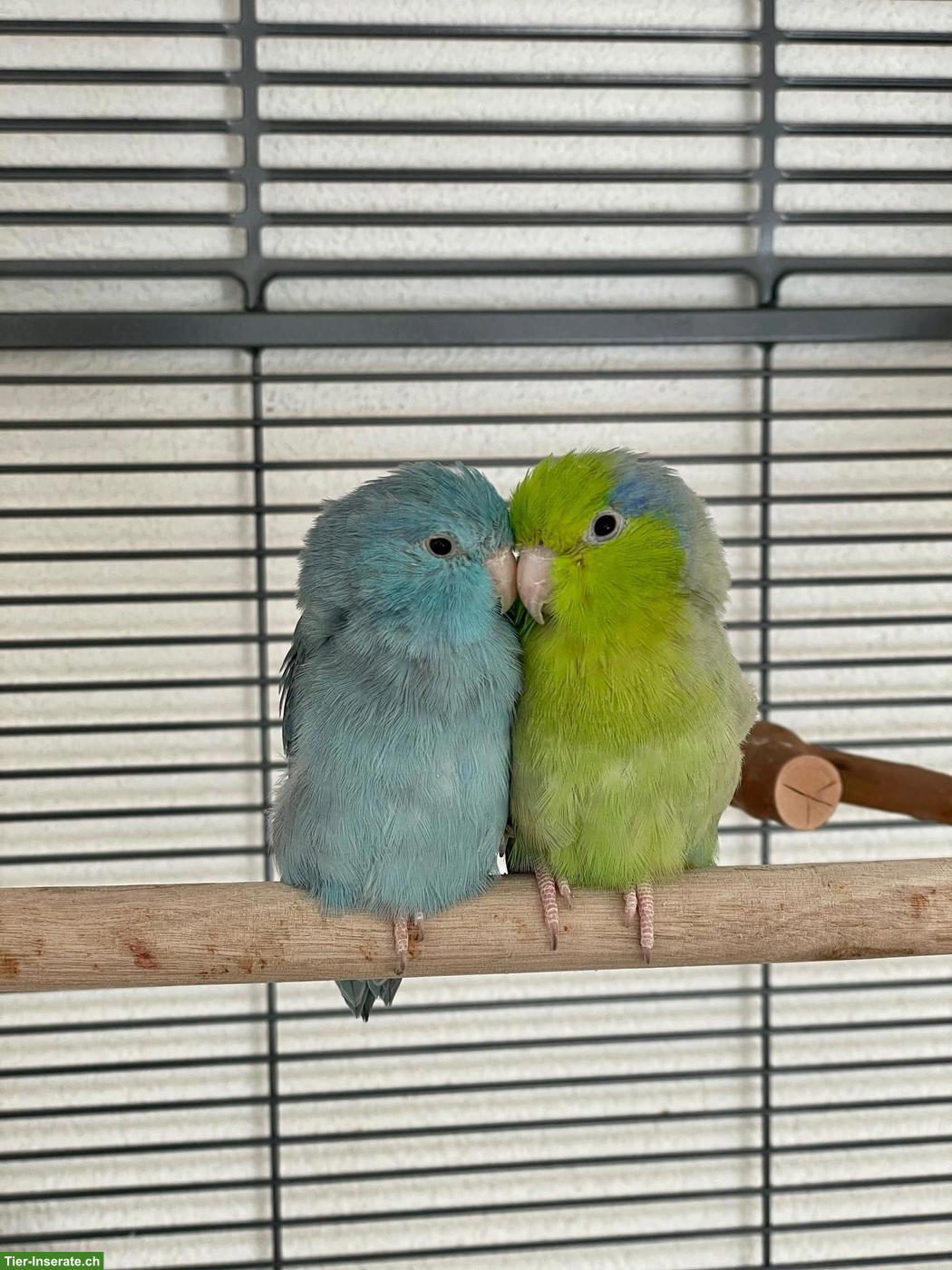 Bild 2: Handzahmes Sperlingspapageien Pärchen