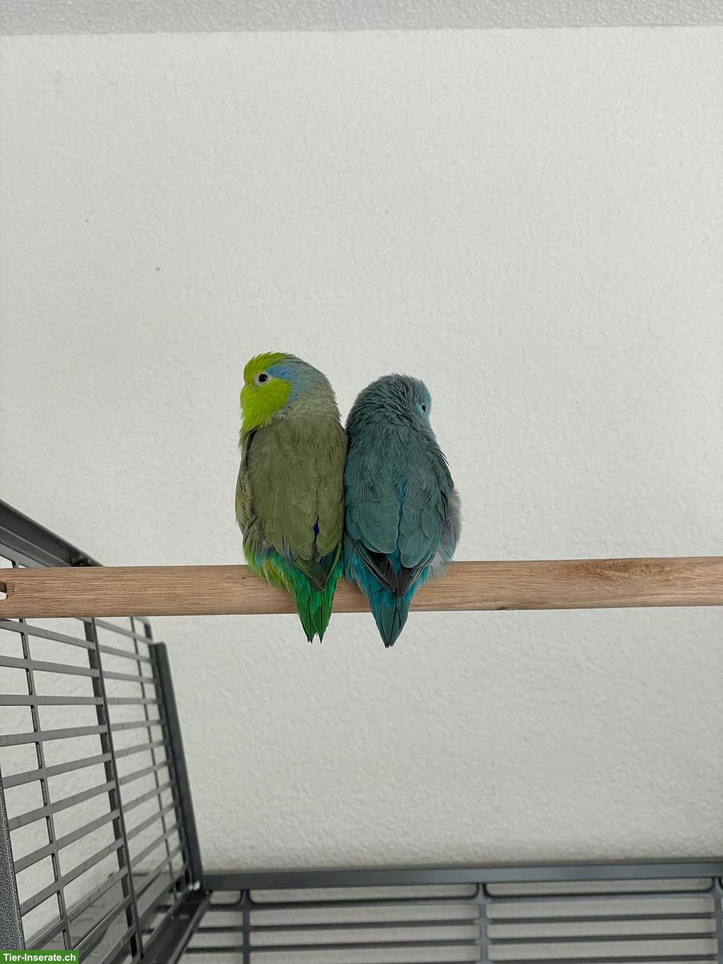 Bild 4: Handzahmes Sperlingspapageien Pärchen