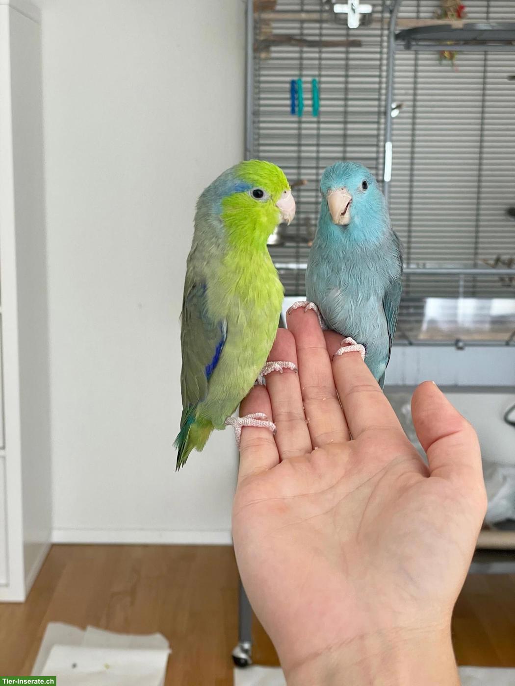 Bild 5: Handzahmes Sperlingspapageien Pärchen