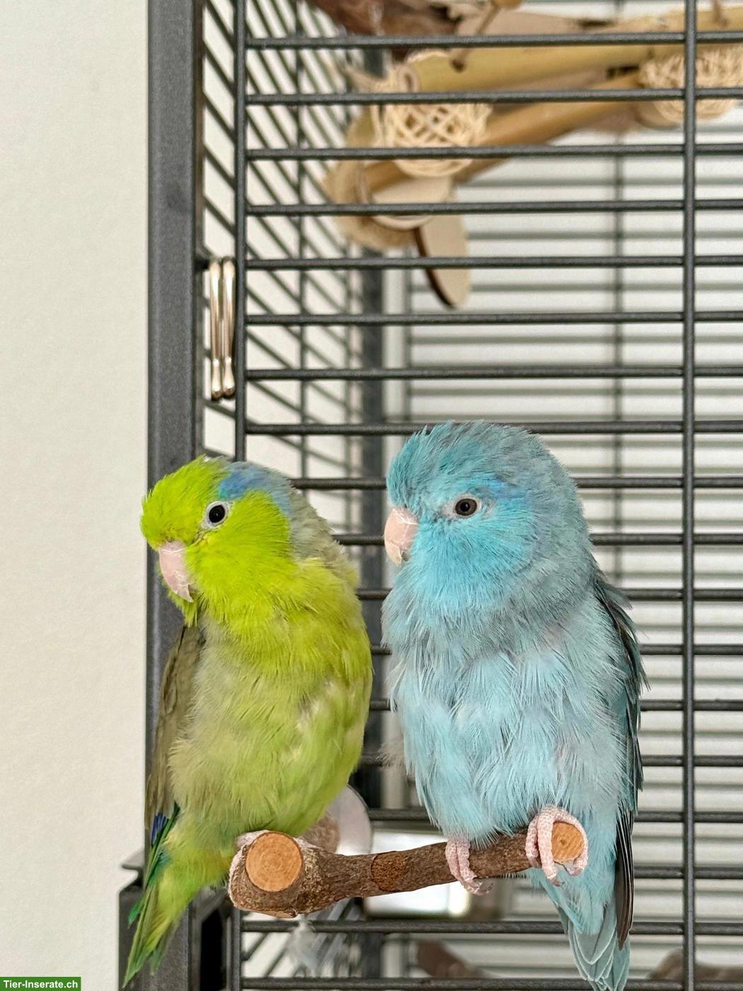 Bild 6: Handzahmes Sperlingspapageien Pärchen