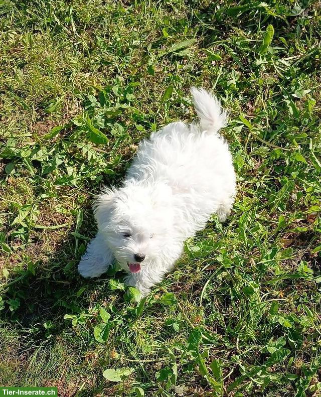 Kleiner Bologneser Welpe sucht ein Für-immer-Zuhause