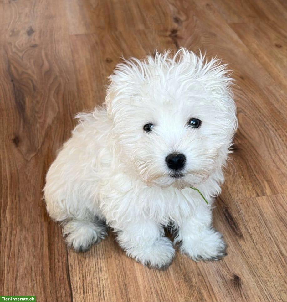 Bild 2: Kleiner Bologneser Welpe sucht ein Für-immer-Zuhause