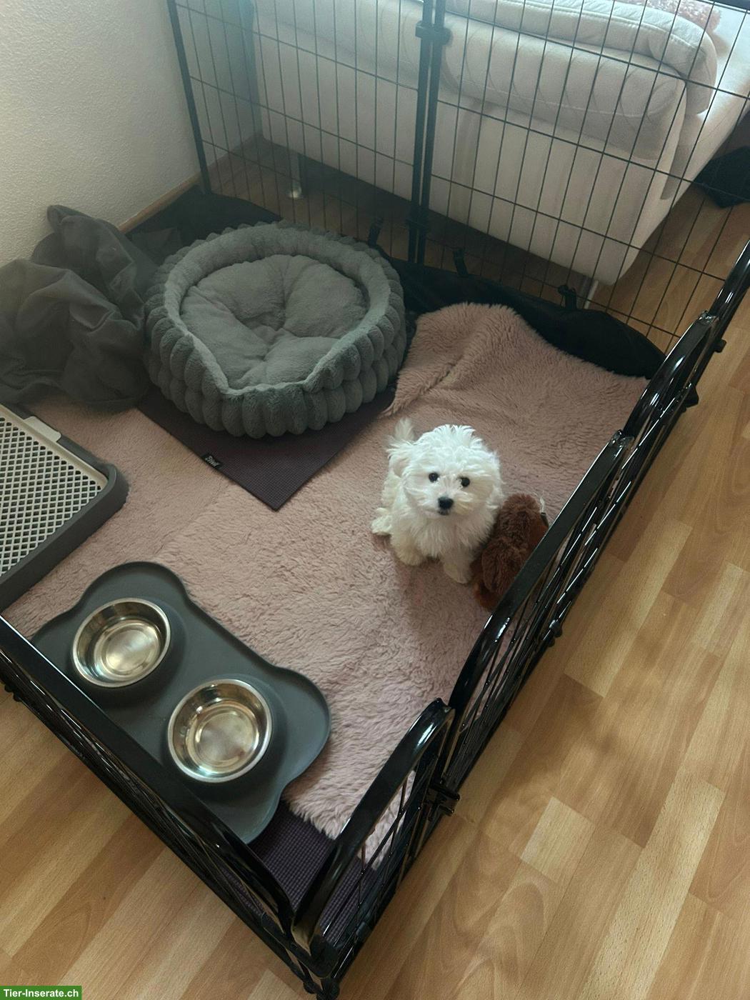 Bild 3: Kleiner Bologneser Welpe sucht ein Für-immer-Zuhause