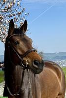 Reitbeteiligung in Neuenkirch LU