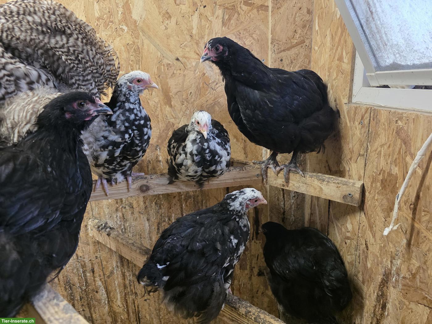 Orpington Junghennen, schwarz-weiss mottled, grosse Rasse