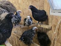 Orpington Junghennen, schwarz-weiss mottled, grosse Rasse