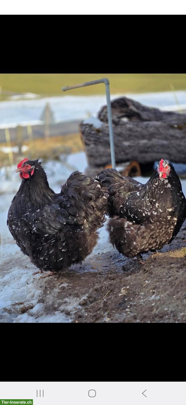Bild 2: Orpington Junghennen, schwarz-weiss mottled, grosse Rasse