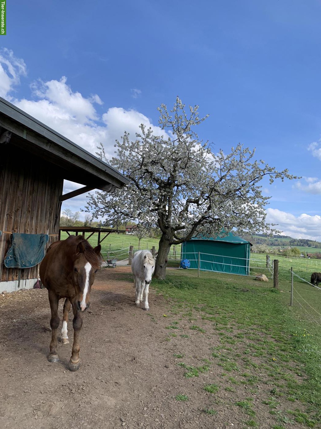 Pferdezeit für Kinder: Privatstunden mit max. 2 Kindern in Bern