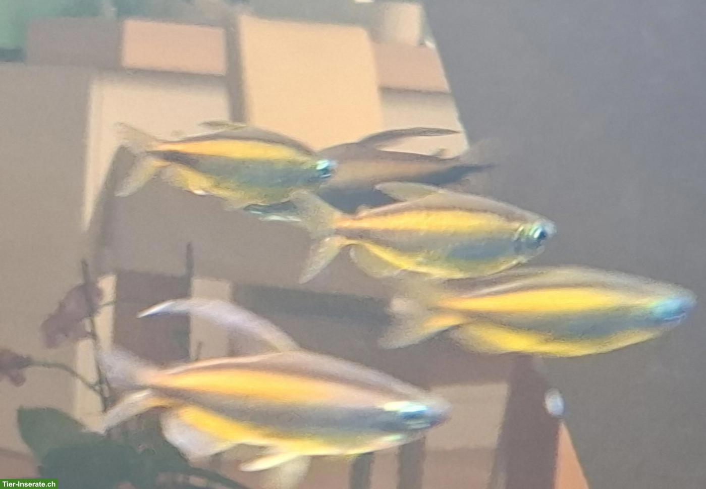 7 Phenacogrammus aurantiacus / Goldener Kongosalmler