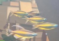 7 Phenacogrammus aurantiacus / Goldener Kongosalmler