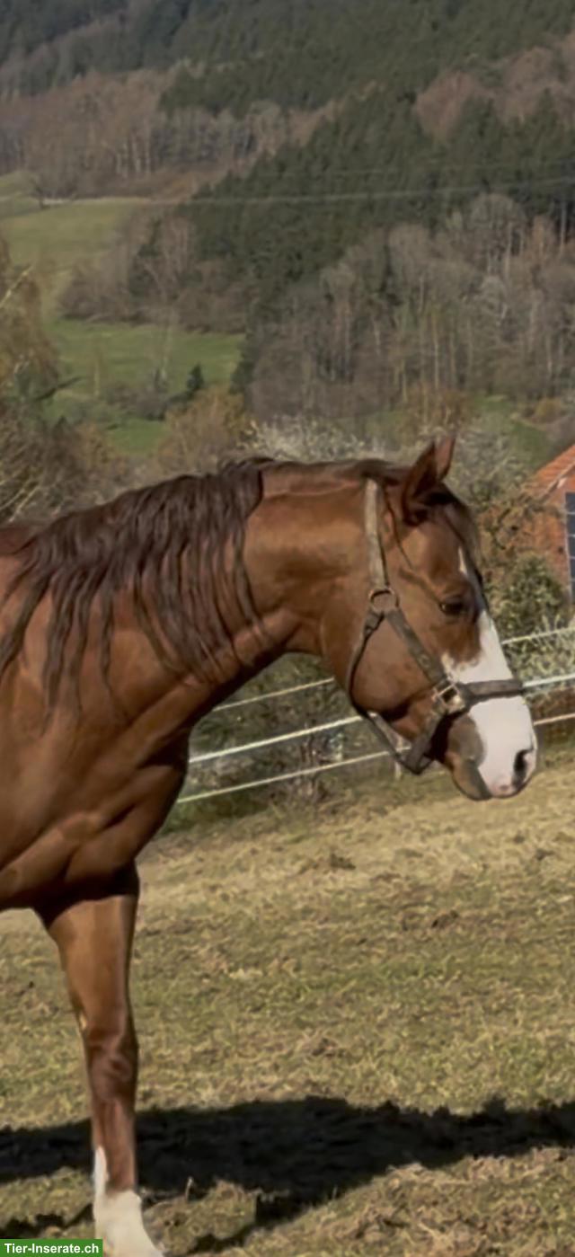 Wunderschöner Paint Horse Hengst, 4-jährig
