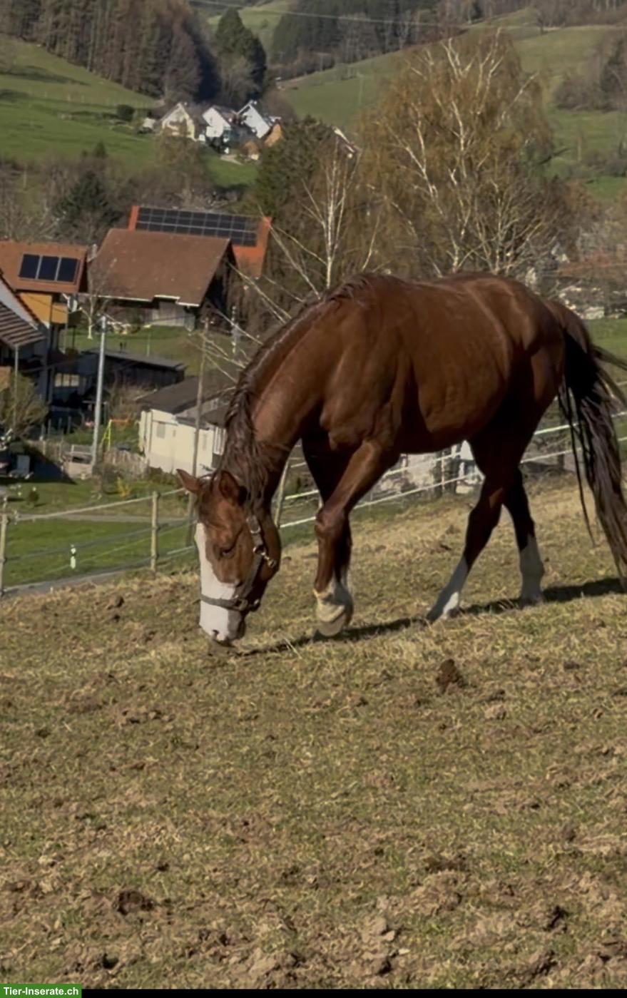 Bild 2: Wunderschöner Paint Horse Hengst, 4-jährig