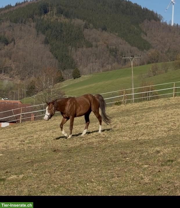 Bild 3: Wunderschöner Paint Horse Hengst, 4-jährig