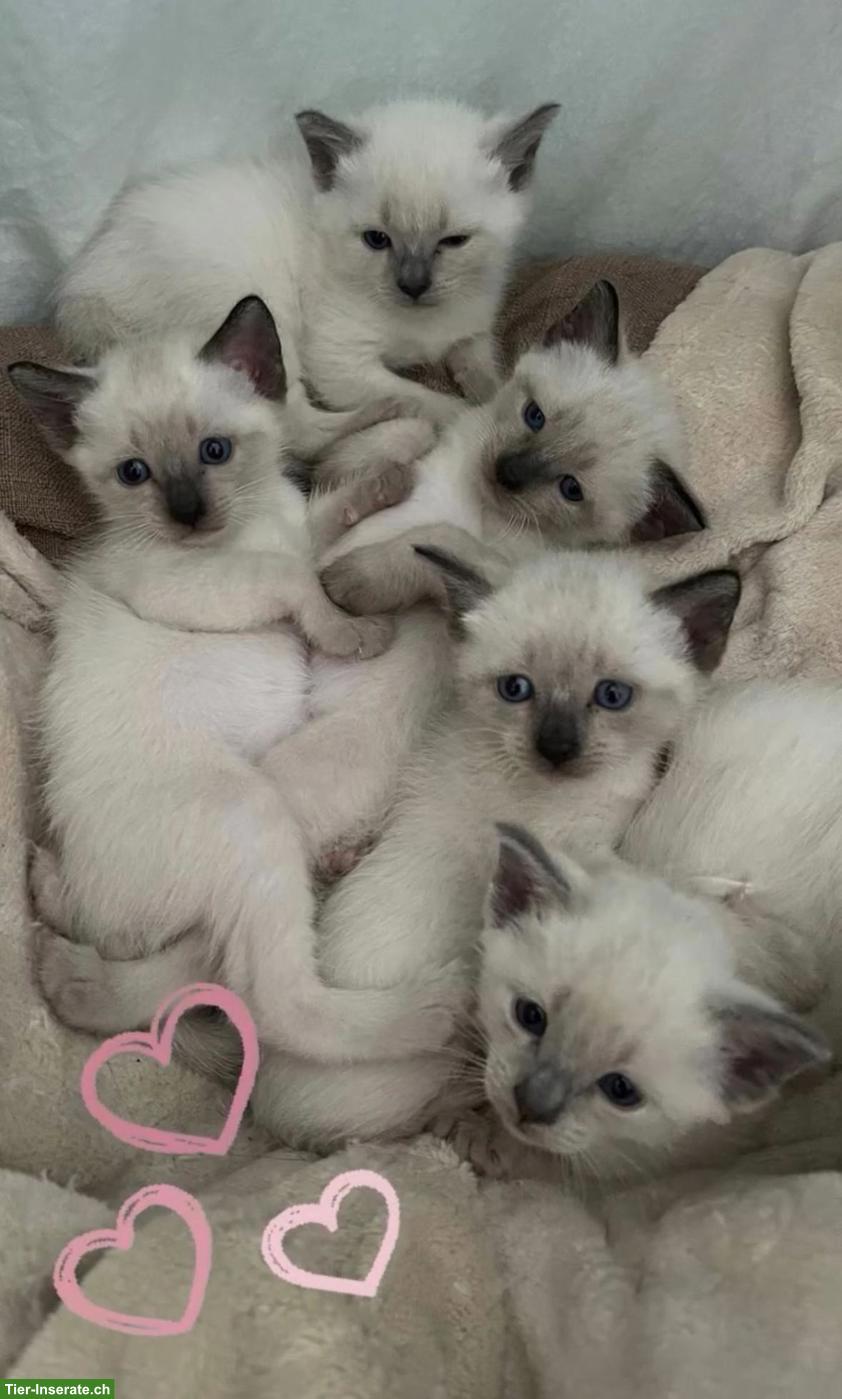Reinrassige Siam Kitten suchen ein liebevolles Zuhause