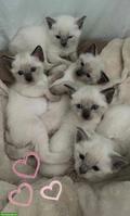 Reinrassige Siam Kitten suchen ein liebevolles Zuhause