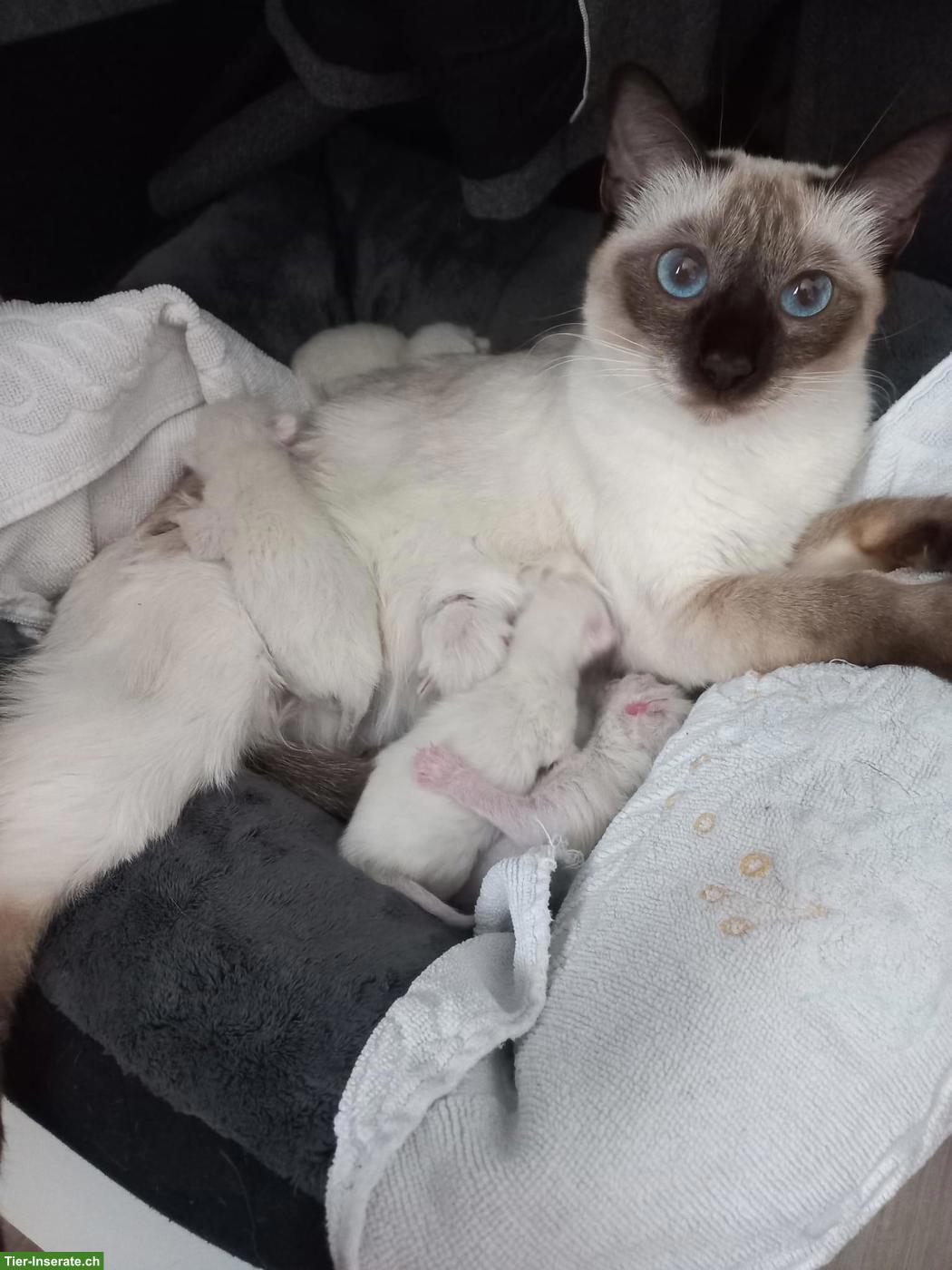 Bild 2: Reinrassige Siam Kitten suchen ein liebevolles Zuhause