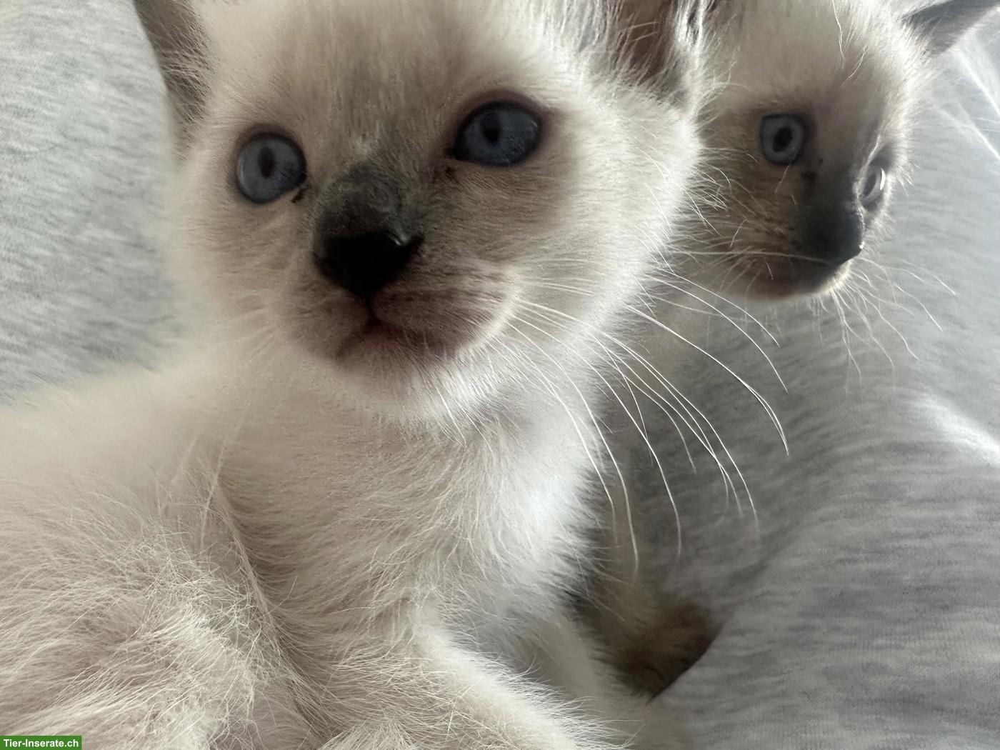 Bild 3: Reinrassige Siam Kitten suchen ein liebevolles Zuhause