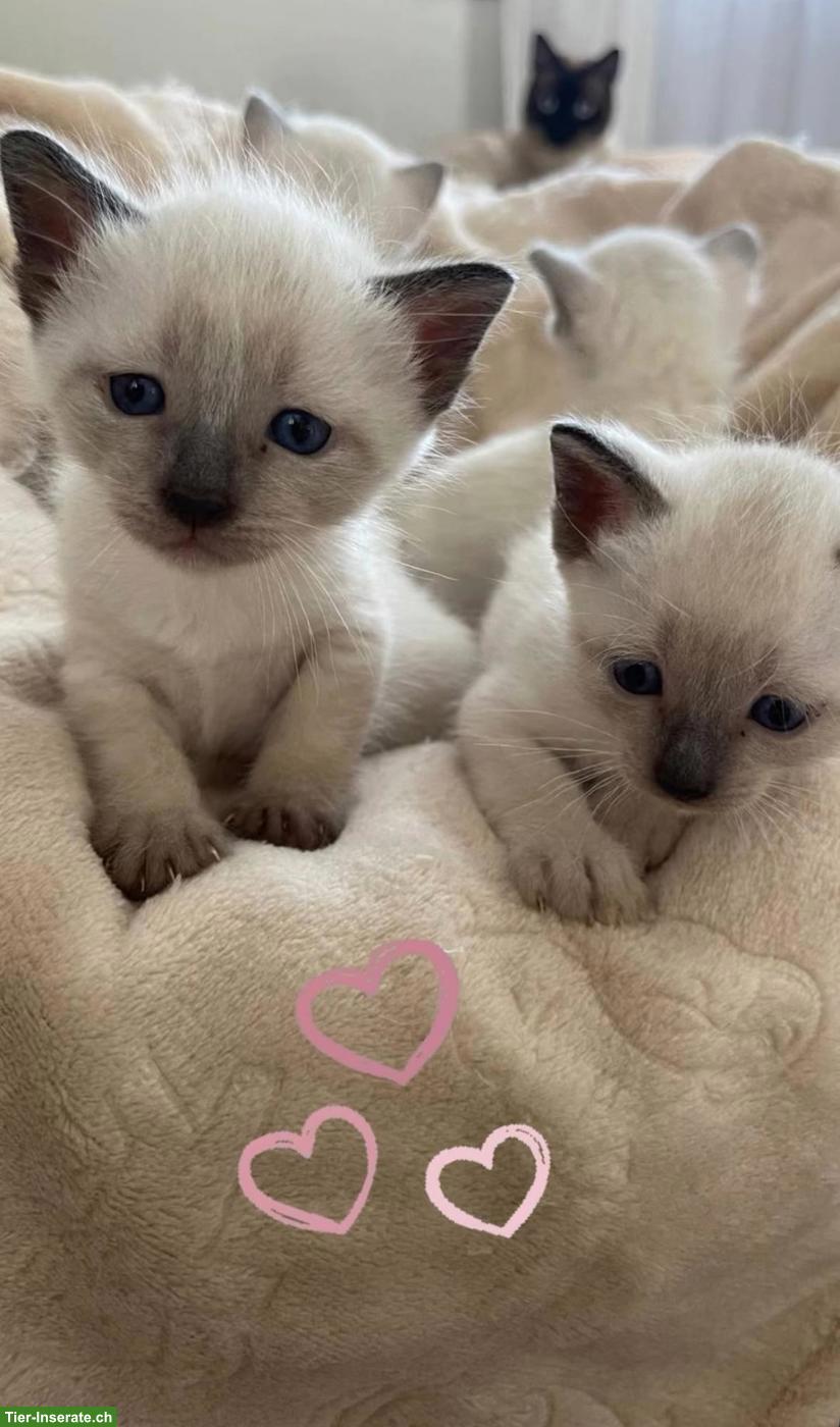 Bild 4: Reinrassige Siam Kitten suchen ein liebevolles Zuhause