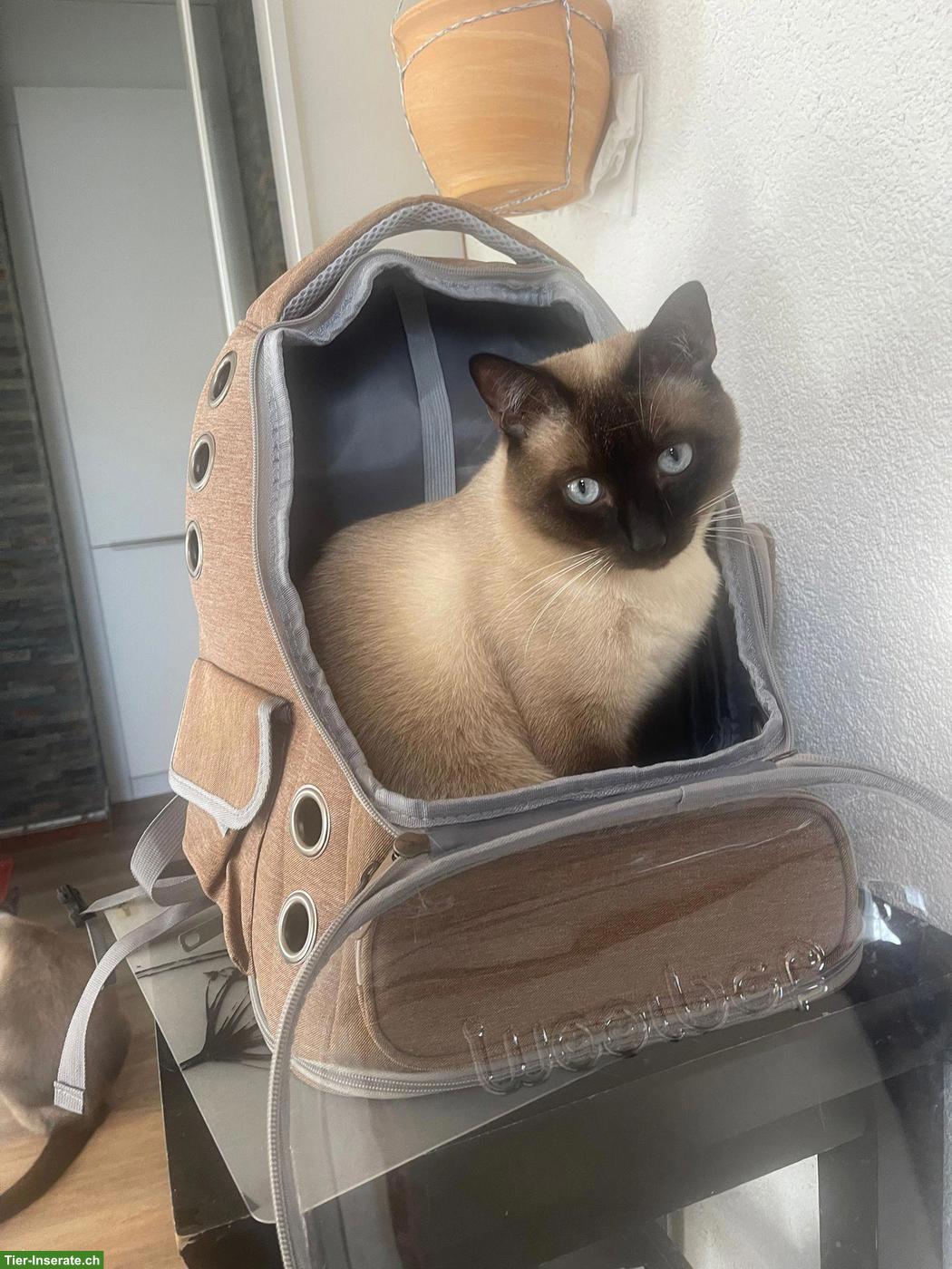 Bild 5: Reinrassige Siam Kitten suchen ein liebevolles Zuhause