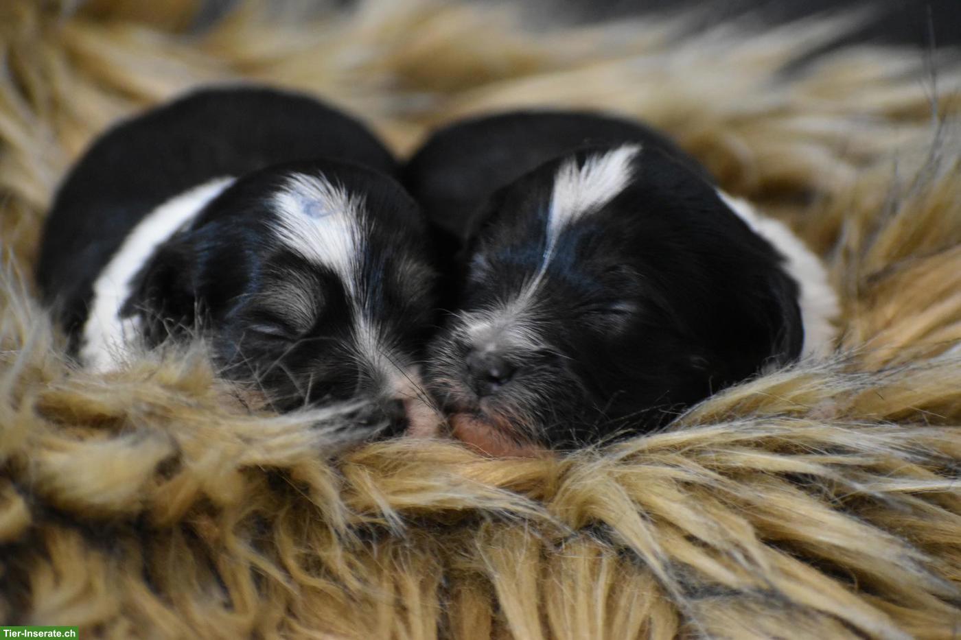 Havaneser Welpen aus liebevoller Zucht