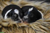 Havaneser Welpen aus liebevoller Zucht